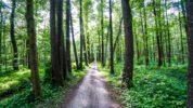 Spreewald Radwanderweg